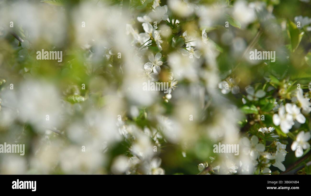 Vue d'un arbre en fleurs dans un verger. Banque D'Images Vue d'un arbre en fleurs dans un verger. Banque D'Images