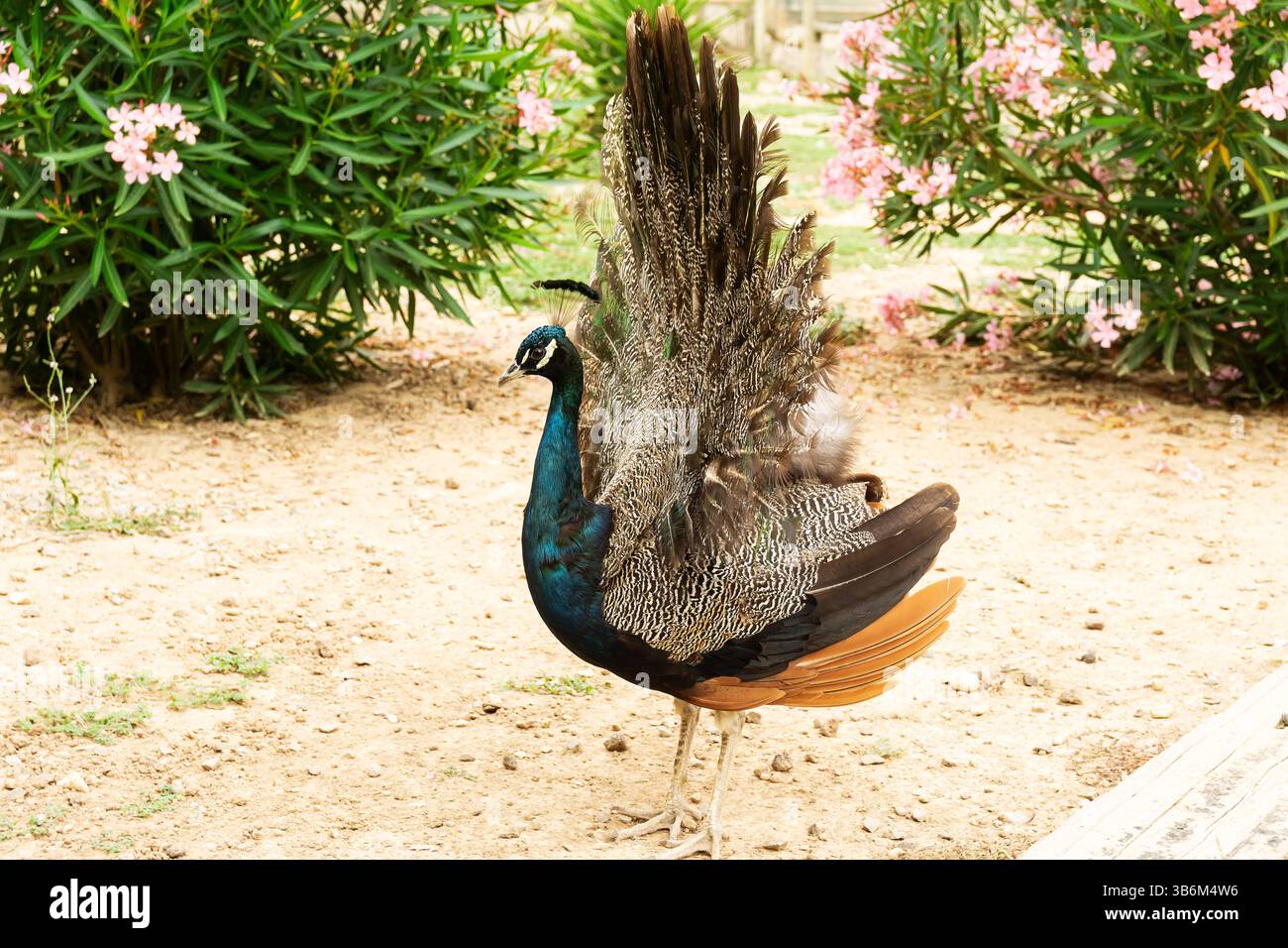 Beau paon montrant ses plumes colorées dans un jardin Banque D'Images
