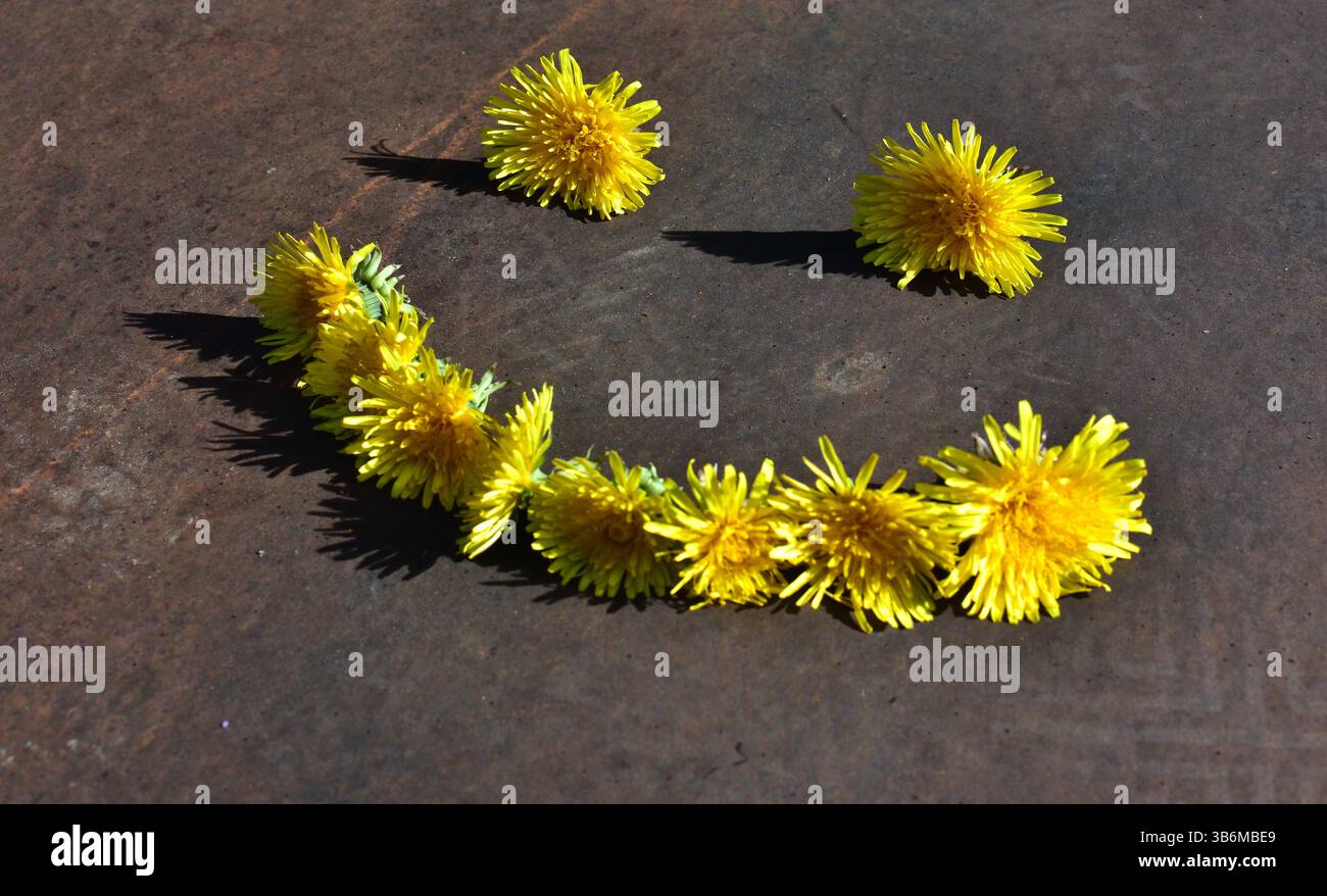 Visage souriant fait de fleurs de pissenlit jaunes sur fond brun en journée ensoleillée. Smile face Emotion fabriqué à partir de têtes de fleurs Taraxacum officinale. Banque D'Images Visage souriant fait de fleurs de pissenlit jaunes sur fond brun en journée ensoleillée. Smile face Emotion fabriqué à partir de têtes de fleurs Taraxacum officinale. Banque D'Images