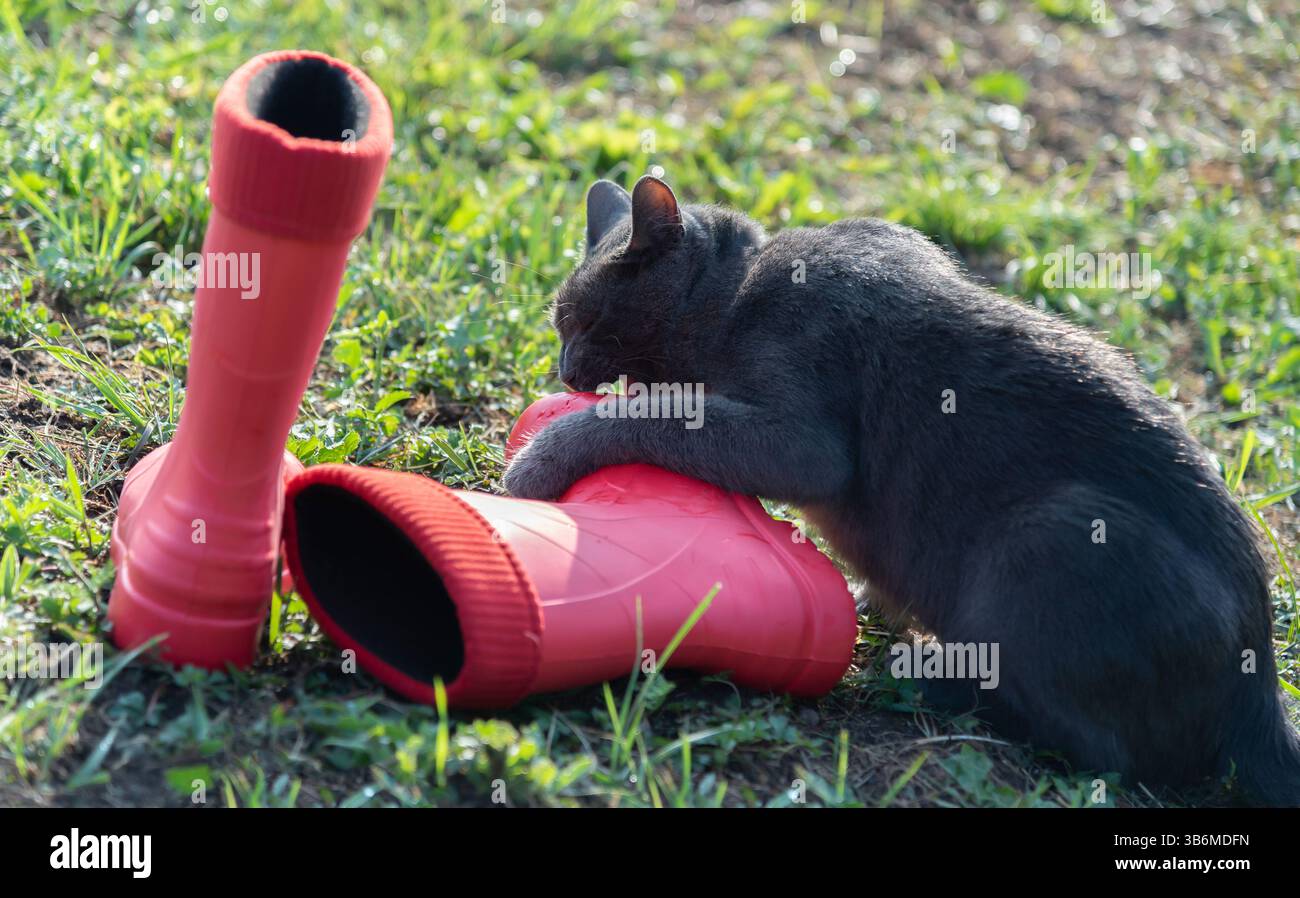 Bottes rouges sur une pelouse verte avec un chat en colère. Banque D'Images Bottes rouges sur une pelouse verte avec un chat en colère. Banque D'Images