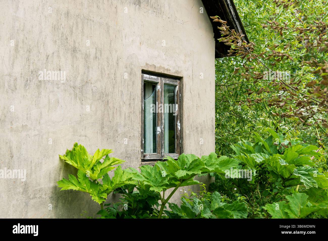 Vue des hogweeds dans un champ. Banque D'Images Vue des hogweeds dans un champ. Banque D'Images