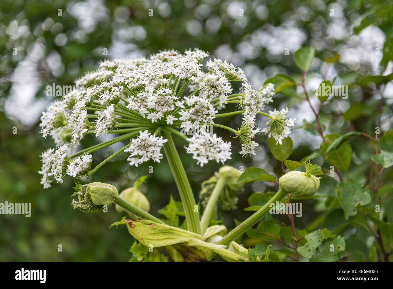 Vue des hogweeds dans un champ. Banque D'Images Vue des hogweeds dans un champ. Banque D'Images