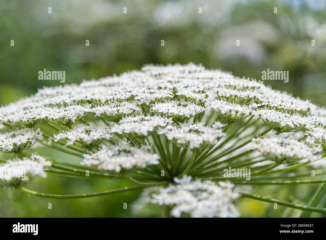 Vue des hogweeds dans un champ. Banque D'Images Vue des hogweeds dans un champ. Banque D'Images