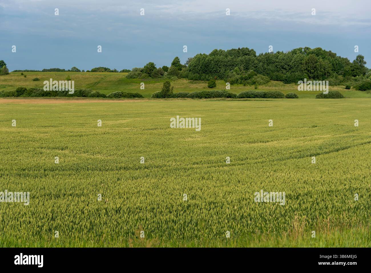 Paysage de champ de blé en été. Banque D'Images Paysage de champ de blé en été. Banque D'Images