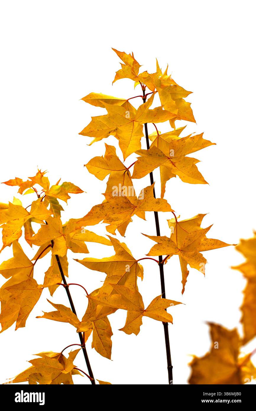 Brindilles d'érable en automne. Banque D'Images Brindilles d'érable en automne. Banque D'Images