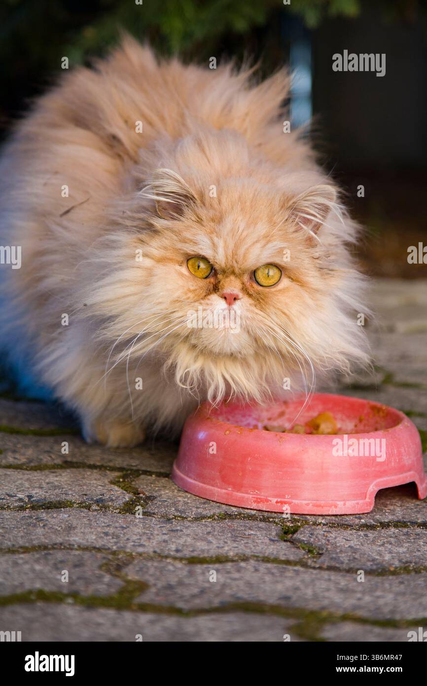 Un chat persan de race pure sans abri avec de la fourrure de gingembre et des yeux effrayés à côté d'un bol Banque D'Images Un chat persan de race pure sans abri avec de la fourrure de gingembre et des yeux effrayés à côté d'un bol Banque D'Images
