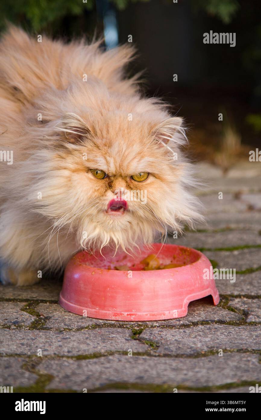 Un chat persan de race pure sans abri avec de la fourrure de gingembre et des yeux effrayés à côté d'un bol Banque D'Images Un chat persan de race pure sans abri avec de la fourrure de gingembre et des yeux effrayés à côté d'un bol Banque D'Images