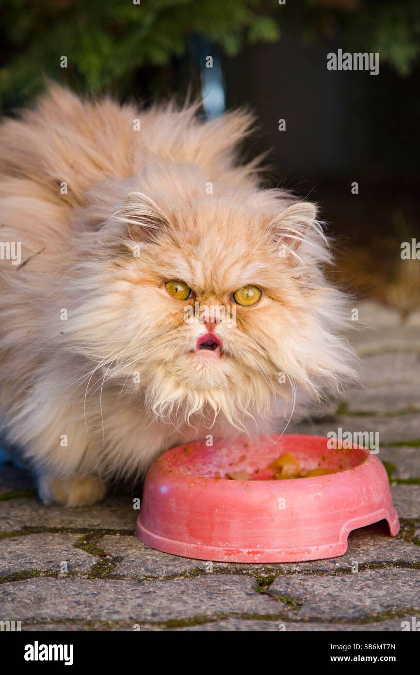 Un chat persan de race pure sans abri avec de la fourrure de gingembre et des yeux effrayés à côté d'un bol Banque D'Images Un chat persan de race pure sans abri avec de la fourrure de gingembre et des yeux effrayés à côté d'un bol Banque D'Images