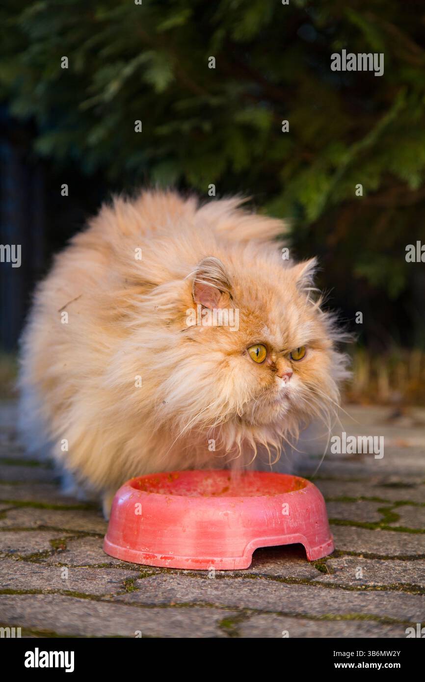 Un chat persan de race pure sans abri avec de la fourrure de gingembre et des yeux effrayés à côté d'un bol Banque D'Images Un chat persan de race pure sans abri avec de la fourrure de gingembre et des yeux effrayés à côté d'un bol Banque D'Images