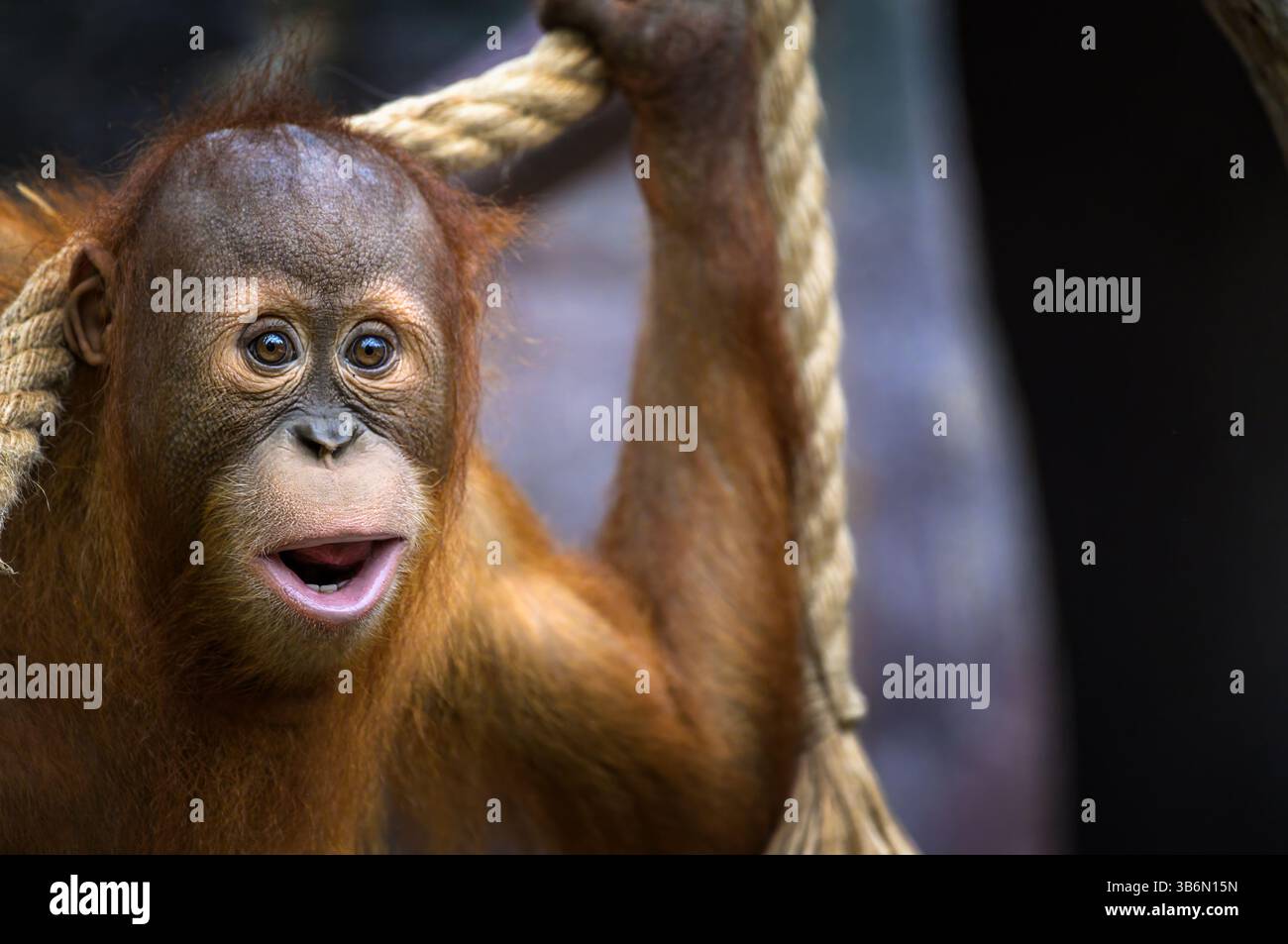 Jeune Orang-outan Holding Rope Banque D'Images Jeune Orang-outan Holding Rope Banque D'Images