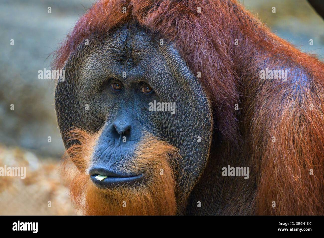 Gros plan sur l'Orang-outan de Sumatra masculin adulte Banque D'Images Gros plan sur l'Orang-outan de Sumatra masculin adulte Banque D'Images