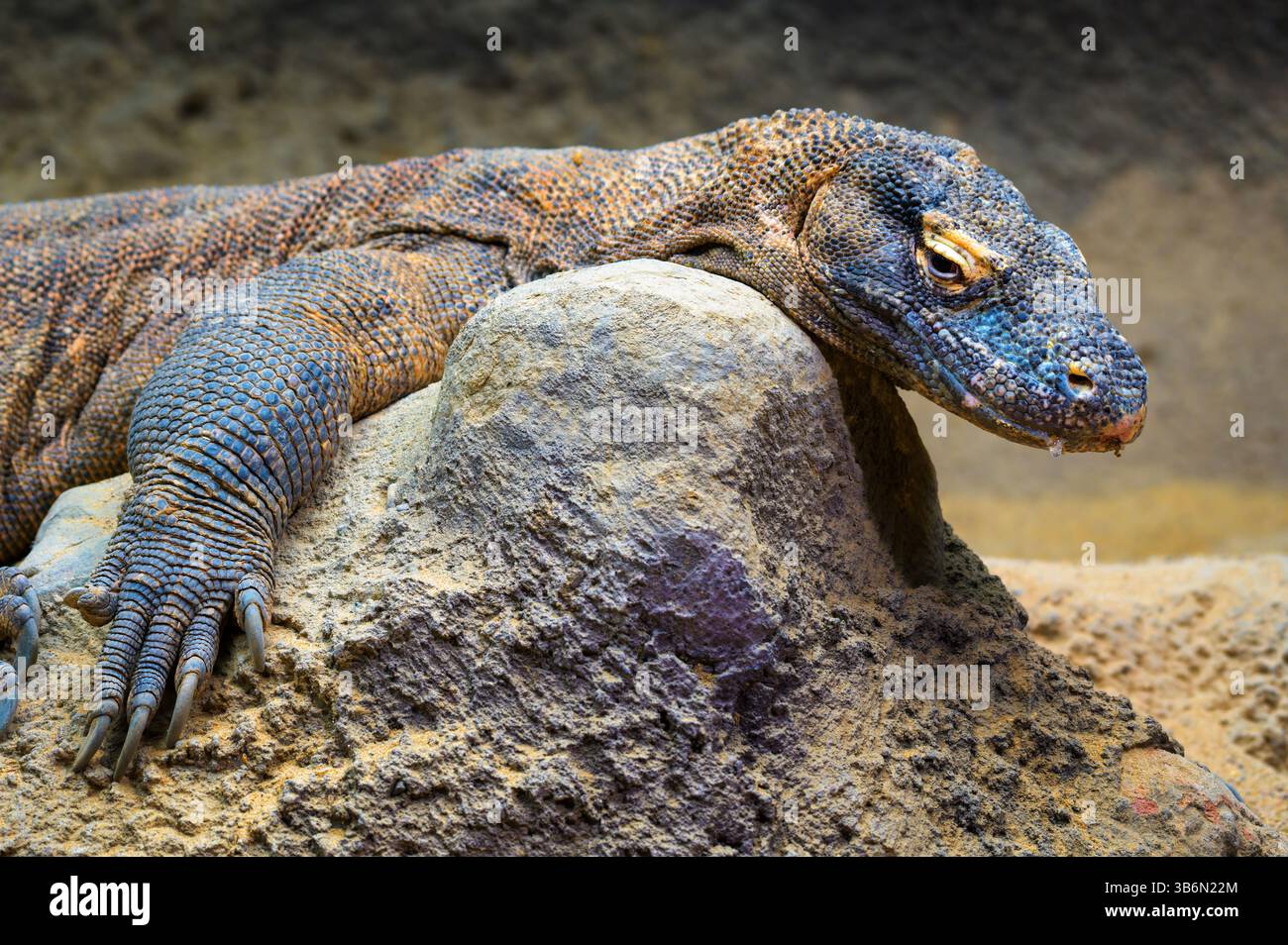 Dragon de Komodo reposant sur le rocher Banque D'Images Dragon de Komodo reposant sur le rocher Banque D'Images