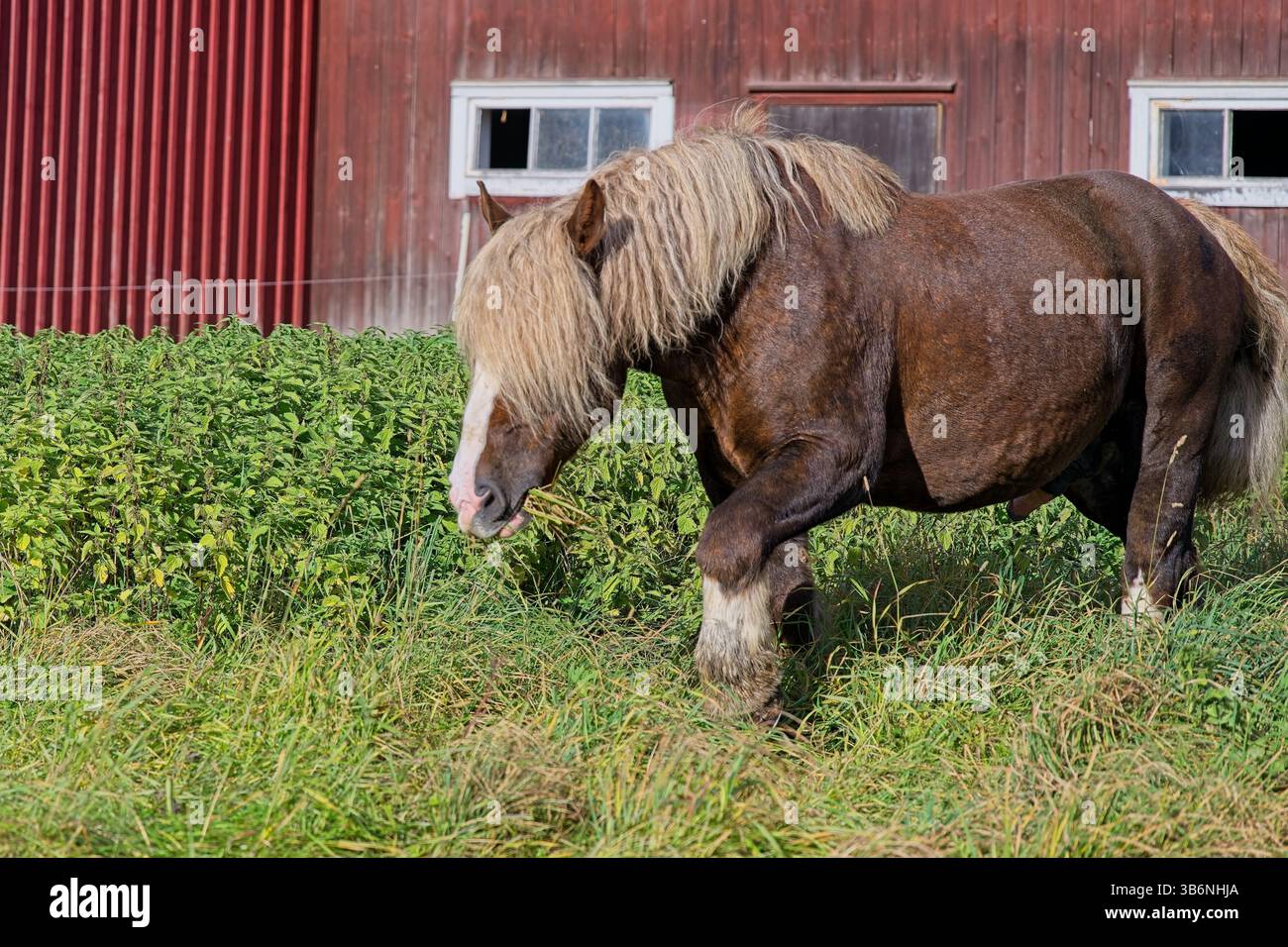 Cheval de sang froid ardennais dans la couleur rare châtaignier foncé avec la crinière blonde et la queue dans une ferme à Skaraborg Suède sur une journée ensoleillée en octobre Banque D'Images