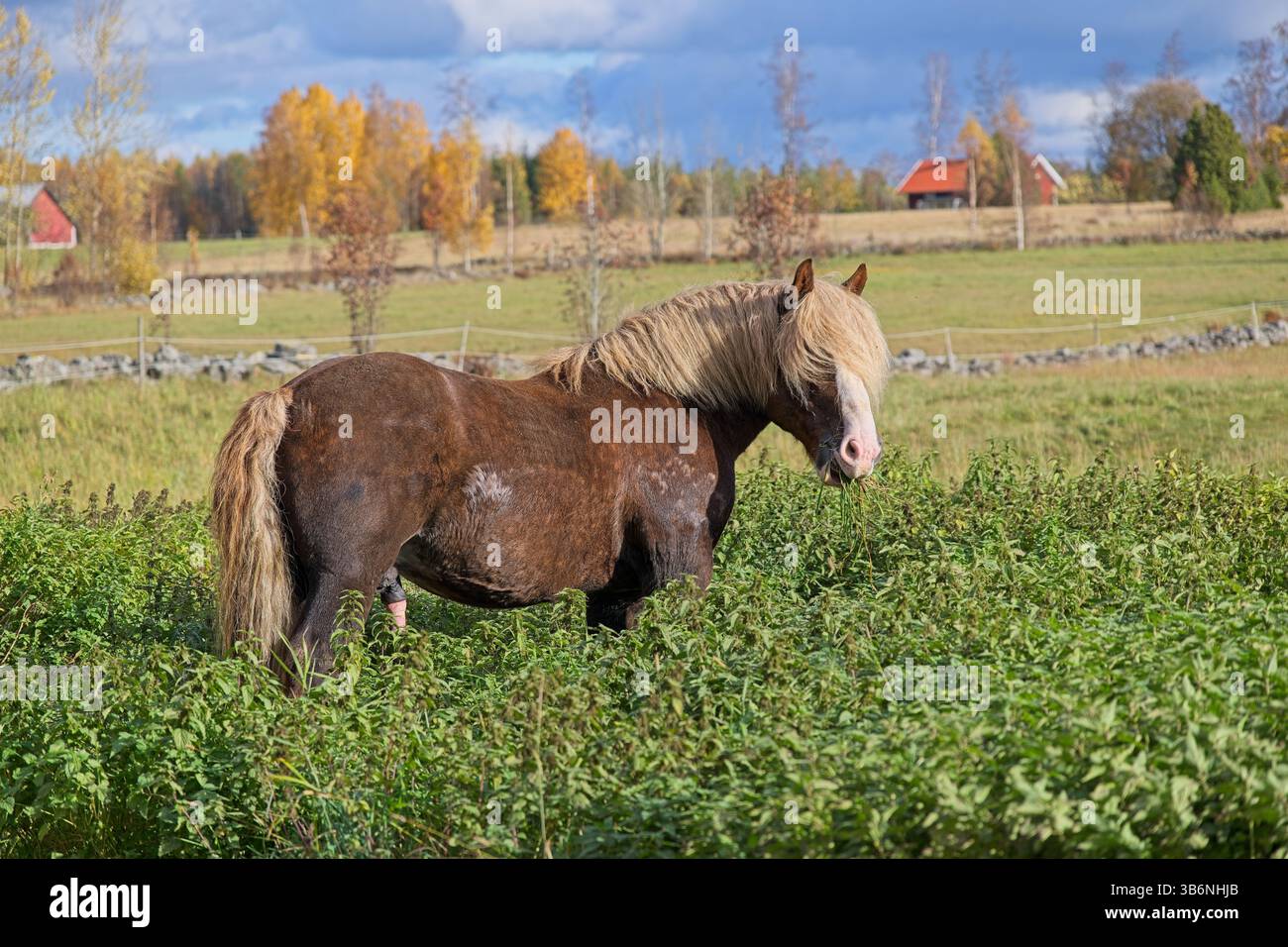 Cheval de sang froid ardennais dans la couleur rare châtaignier foncé avec la crinière blonde et la queue dans une ferme à Skaraborg Suède sur une journée ensoleillée en octobre Banque D'Images