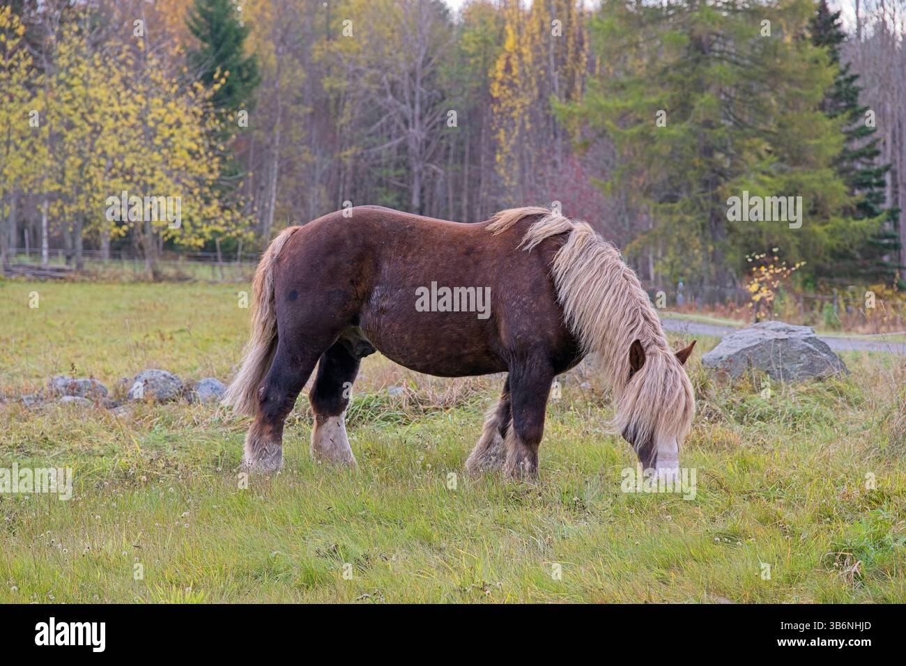 Cheval de sang froid ardennais dans la couleur rare châtaignier foncé avec la crinière blonde et la queue dans une ferme à Skaraborg Suède sur une journée ensoleillée en octobre Banque D'Images