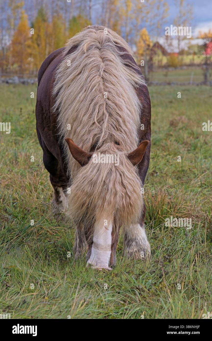 Cheval de sang froid ardennais dans la couleur rare châtaignier foncé avec la crinière blonde et la queue dans une ferme à Skaraborg Suède sur une journée ensoleillée en octobre Banque D'Images