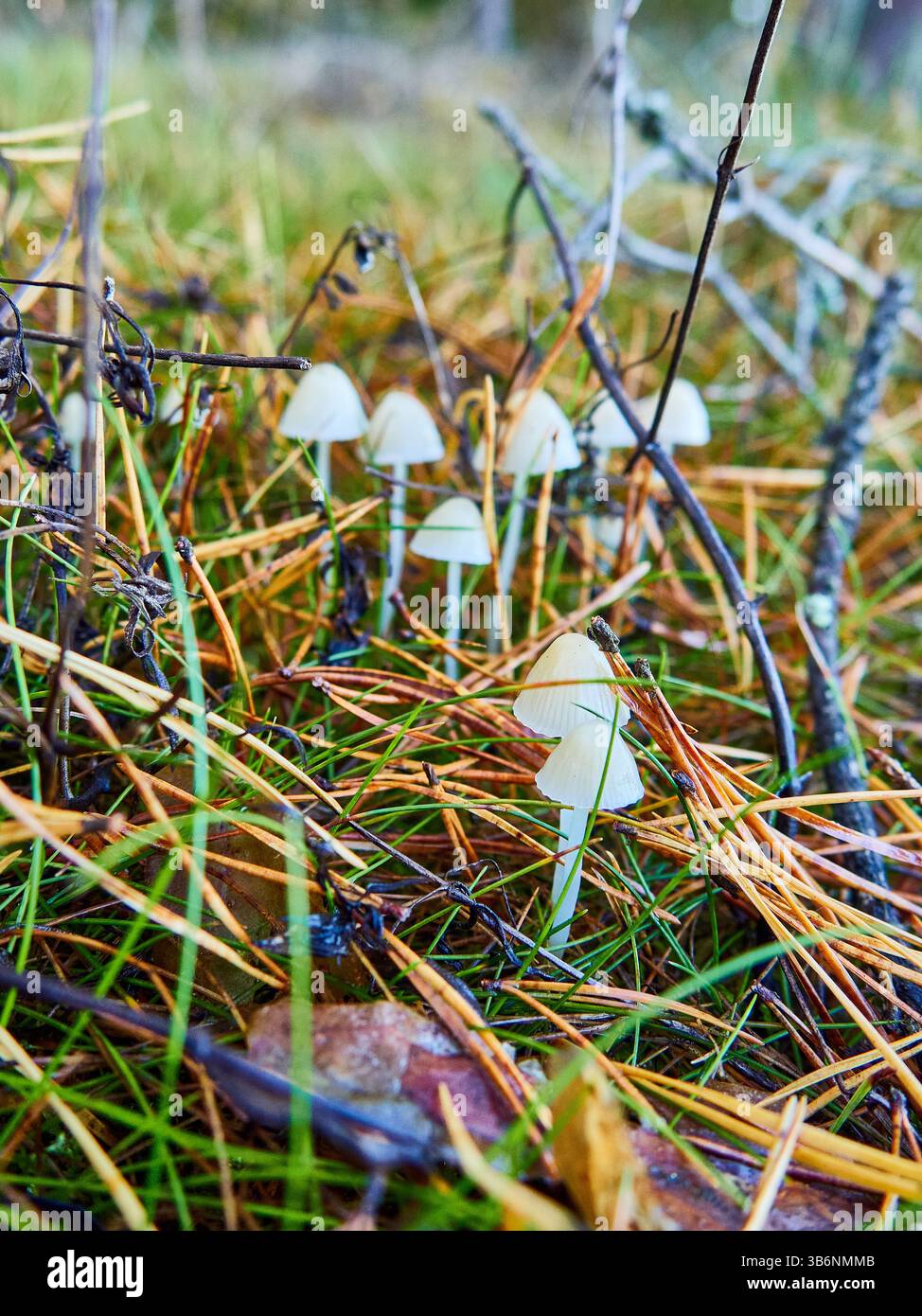 Mycena epipterygia est communément appelé bonnet jaune ou mycène à tige jaune Banque D'Images