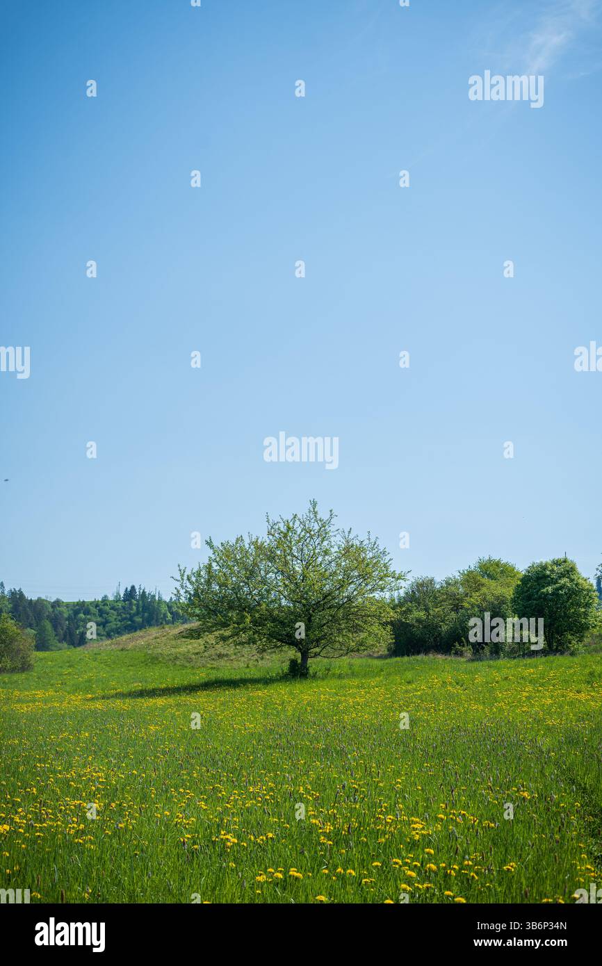 Prairie printanière ensoleillée recouverte de pissenlits jaunes et d'herbe verte fraîche Banque D'Images