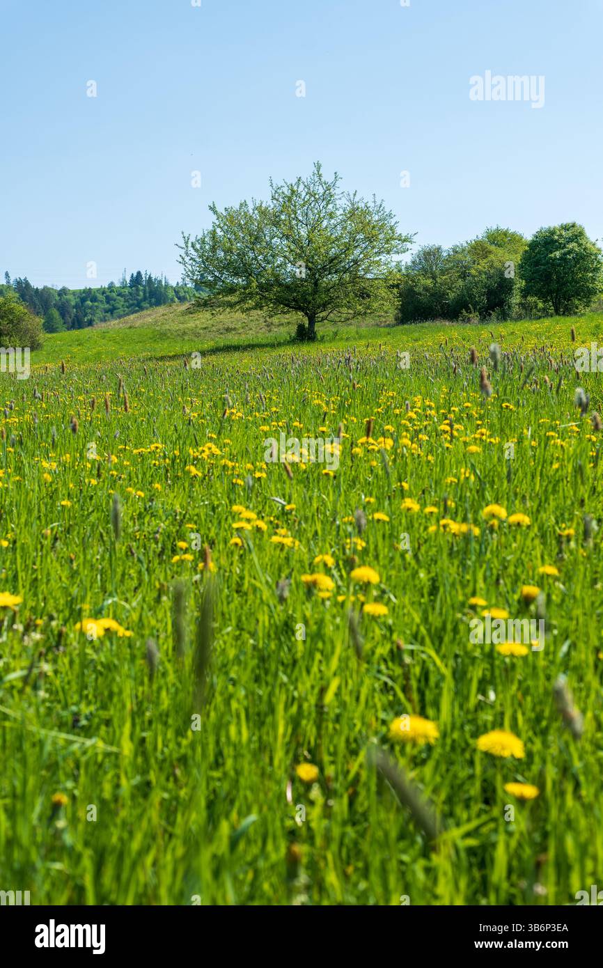 Plan vertical d'un paysage vibrant photographie d'un pré luxuriant rempli de pissenlits jaunes en fleurs et d'herbe verte fraîche. Banque D'Images