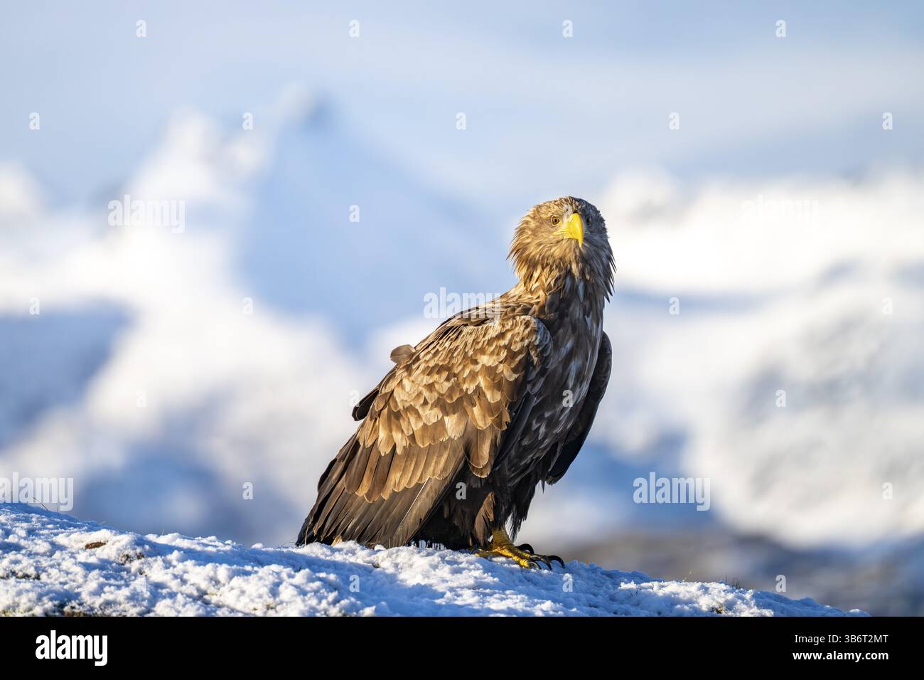 Aigle à queue blanche (Haliaeetus albicilla), assis devant un panorama de montagne enneigé, Lofoten, Norvège, Europe Banque D'Images