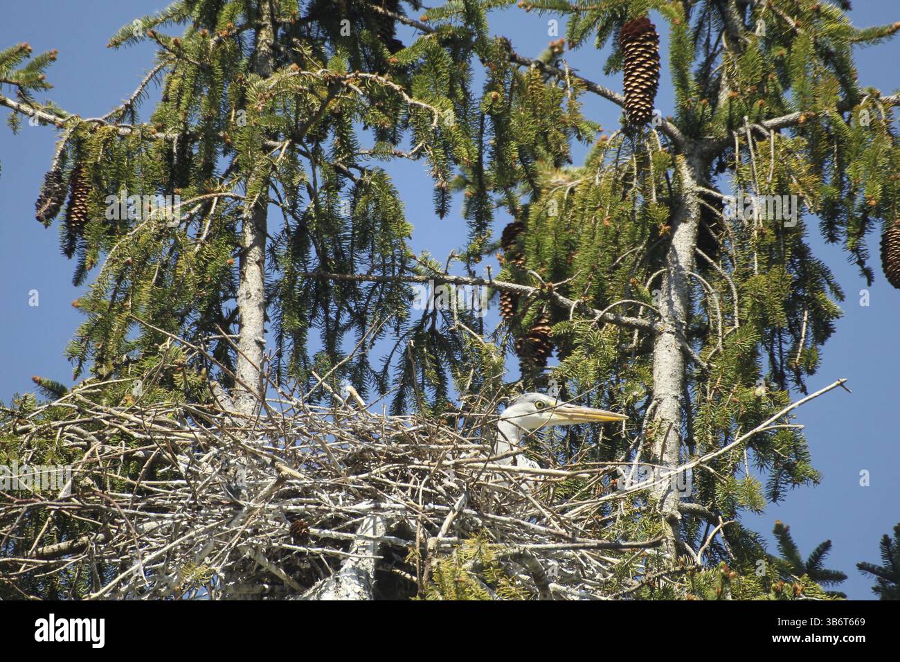 Héron gris (Ardea cinerea) oiseau adulte assis sur les œufs dans le nid dans la couronne d'une épinette (Picea) Allgaeu, Bavière, Allemagne, Allgaeu, Bavière, GE Banque D'Images