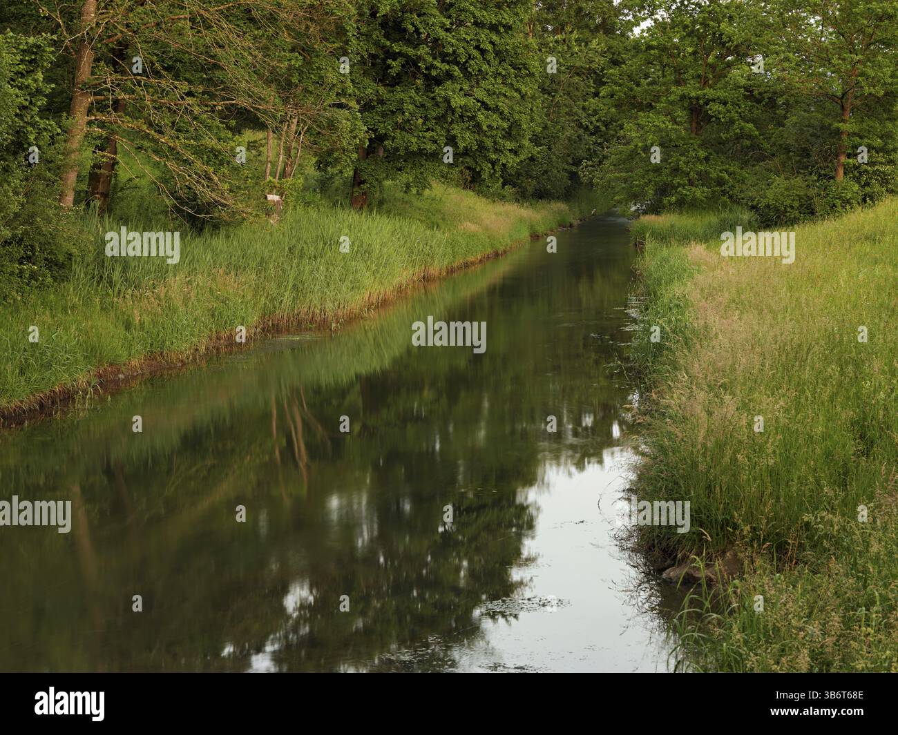 Petit ruisseau mène à travers la forêt avec chênes anglais, réserve naturelle de Siebeneichen, Merenschwand, Freiamt, Canton Argovie, Suisse, Europe Banque D'Images