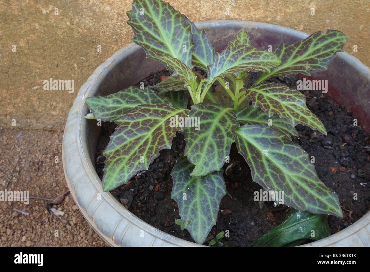 Pokok sambung nyawa atau akar sebiak. Gynura procumbens est une plante à base de plantes qui peut être utilisée comme médicament. Il est généralement mangé comme plat d'accompagnement. Banque D'Images