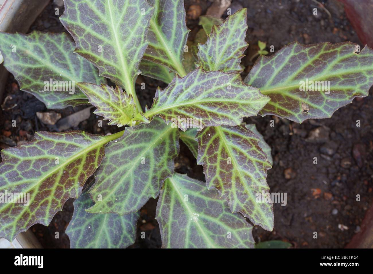 Pokok sambung nyawa atau akar sebiak. Gynura procumbens est une plante à base de plantes qui peut être utilisée comme médicament. Il est généralement mangé comme plat d'accompagnement. Banque D'Images