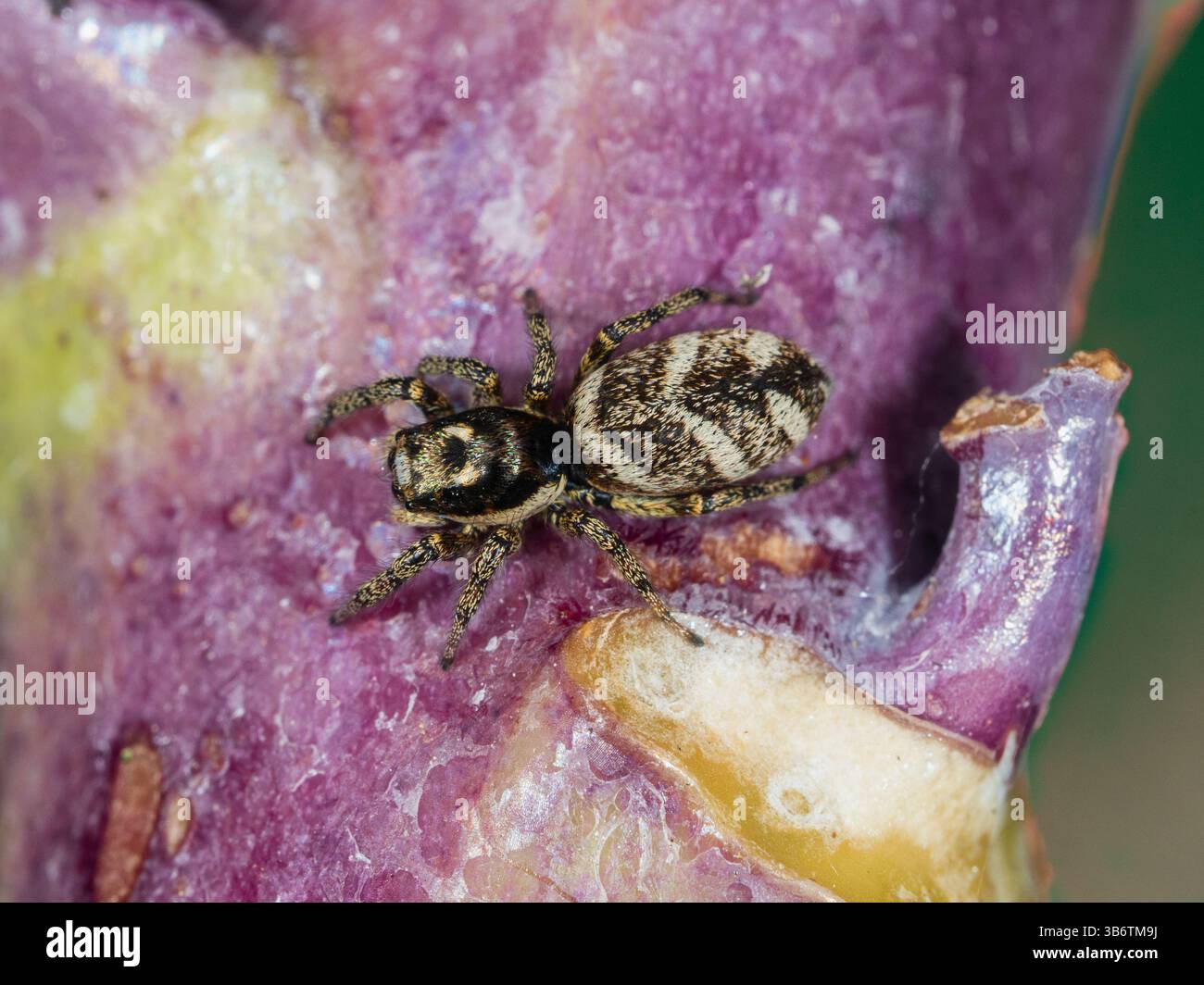 Araignée zébrée commune femelle, Salticus scenicus, chassant sur le brocoli pourpre germé dans un jardin de Plymouth, Royaume-Uni Banque D'Images