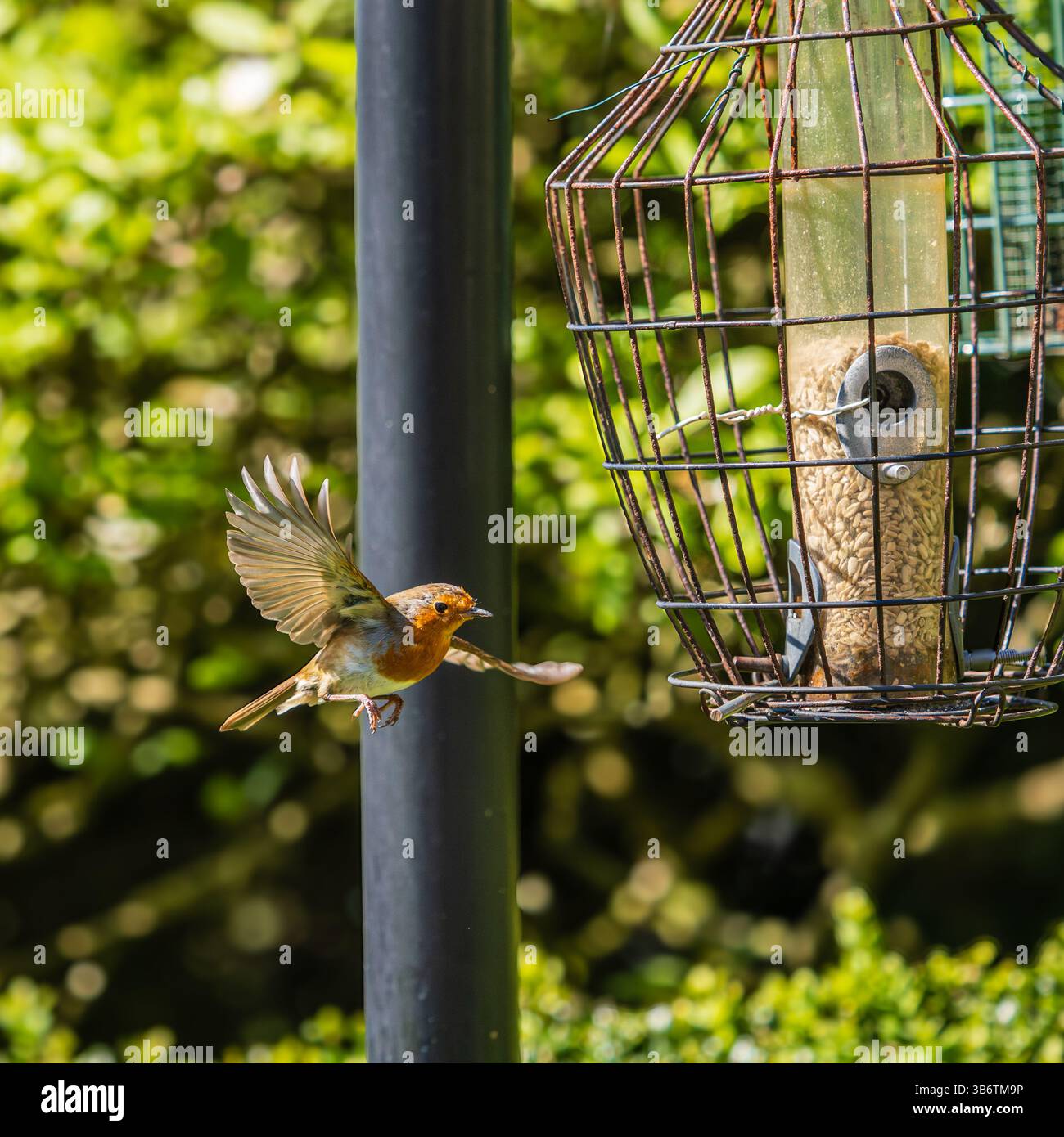 robin européen, Erithacus rubecula, en vol vers un Feed dans un jardin de Plymouth, Royaume-Uni Banque D'Images