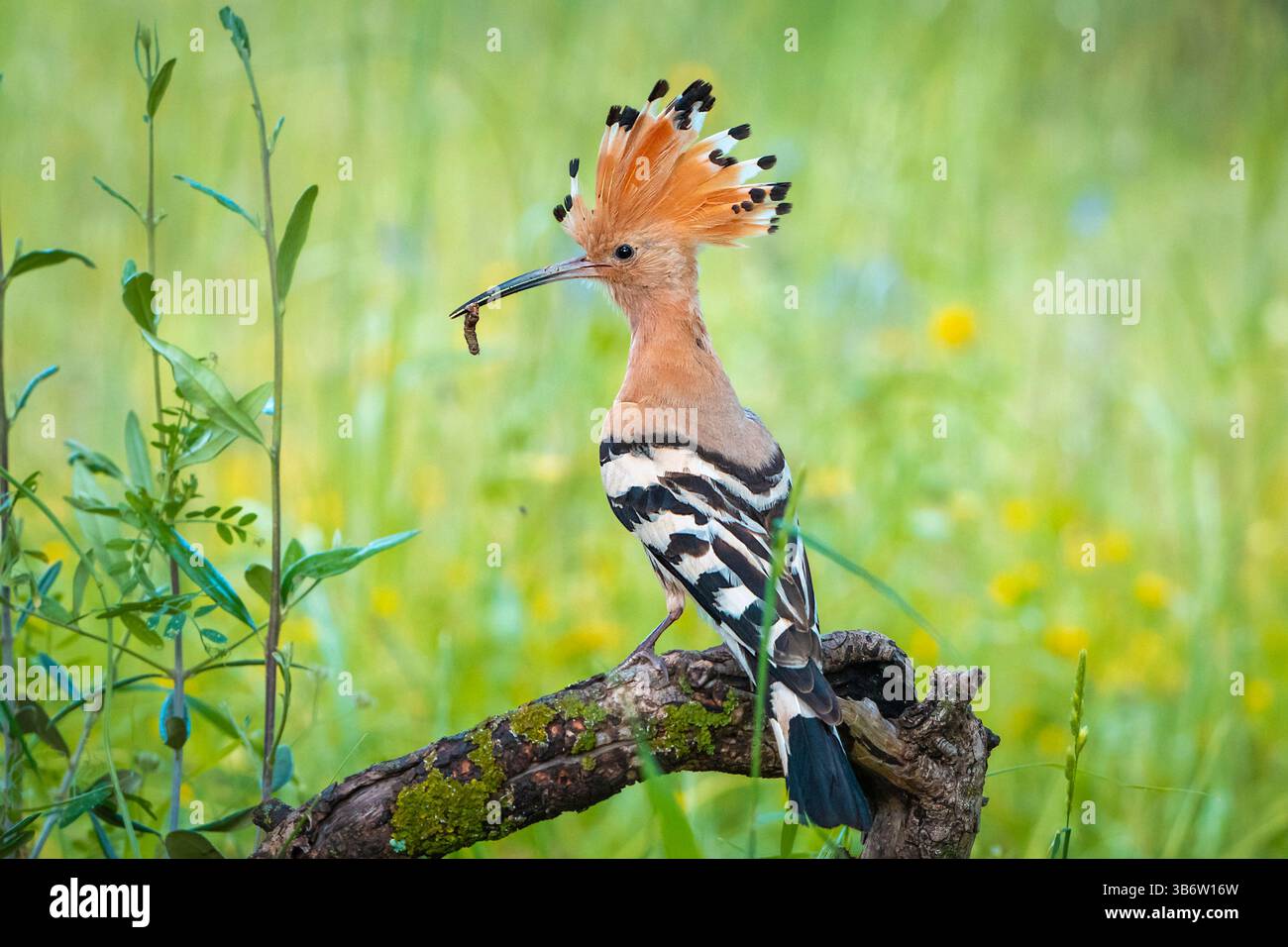 Hoopoe se promenant dans le lagon à la recherche de nourriture Banque D'Images