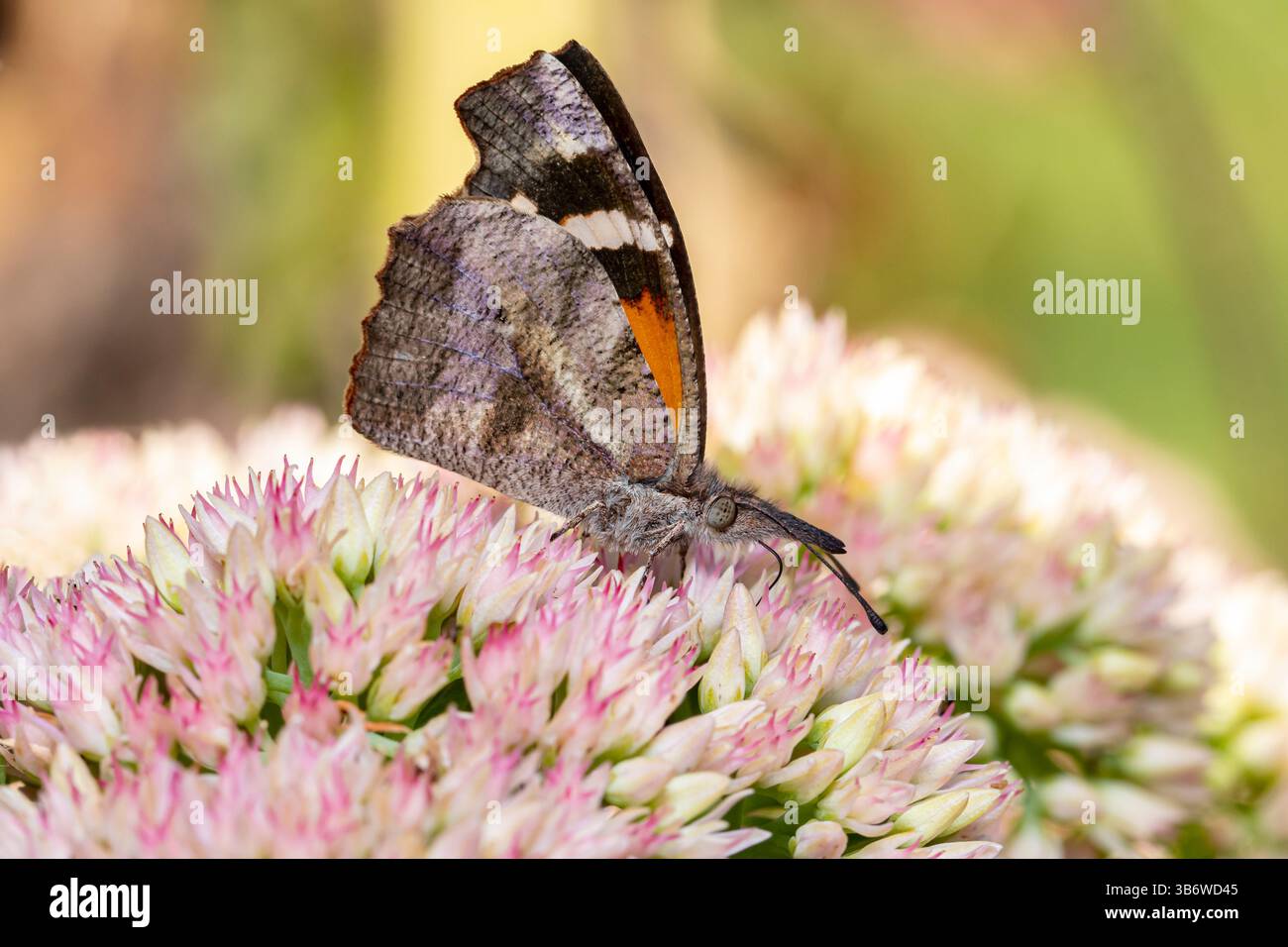 Papillon de museau américain sur fleur sauvage. Identification des insectes, habitat des pollinisateurs et concept de jardin fleuri. Banque D'Images