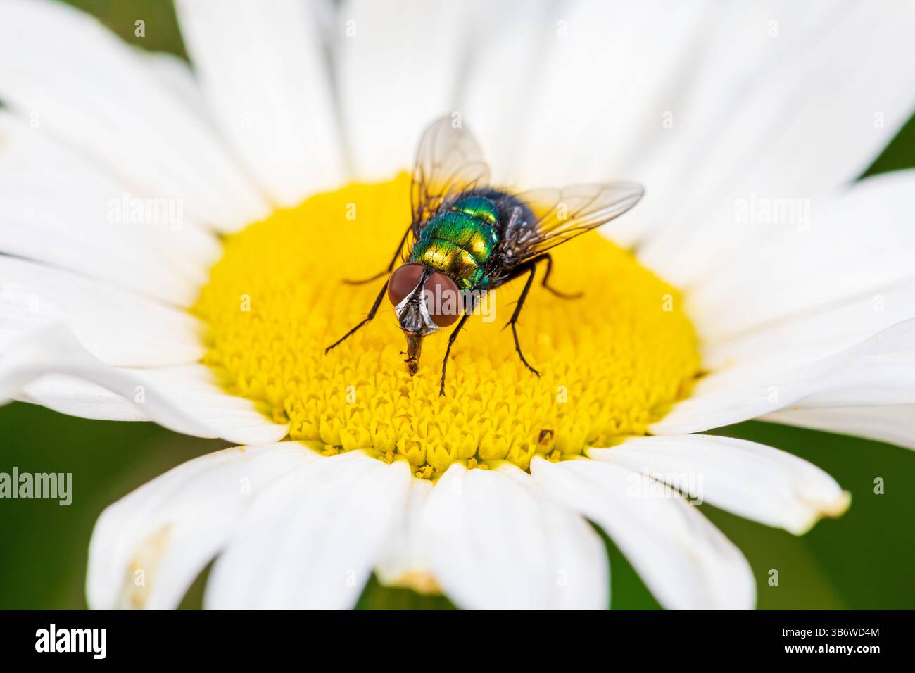Green Bottle Fly sur fleur blanche. Identification des insectes, habitat des pollinisateurs et concept de jardin de fleurs dans la cour arrière. Banque D'Images