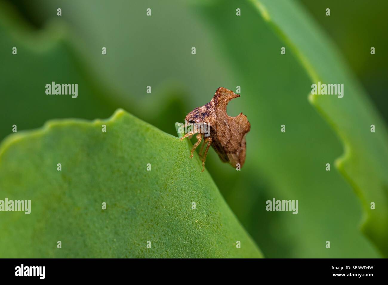 Trémie d'arbre à quille sur feuille de plante. Identification des insectes, conservation de la faune et préservation de l'habitat. Banque D'Images