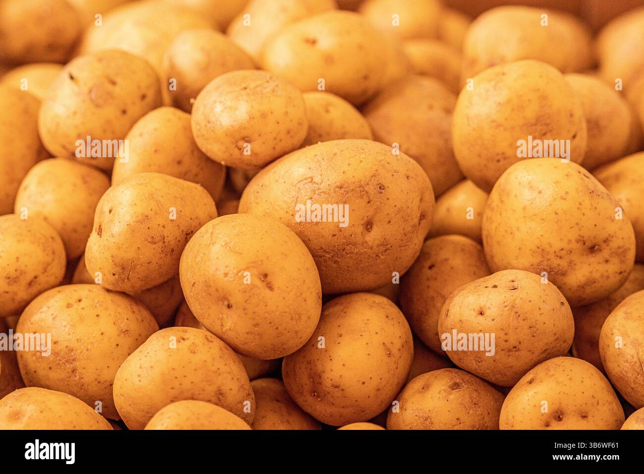 La pomme de terre jaune biologique fraîche se distingue parmi de nombreuses grandes pommes de terre de fond à vendre sur un marché. Tas de racines de pommes de terre. Texture des pommes de terre en gros plan Banque D'Images