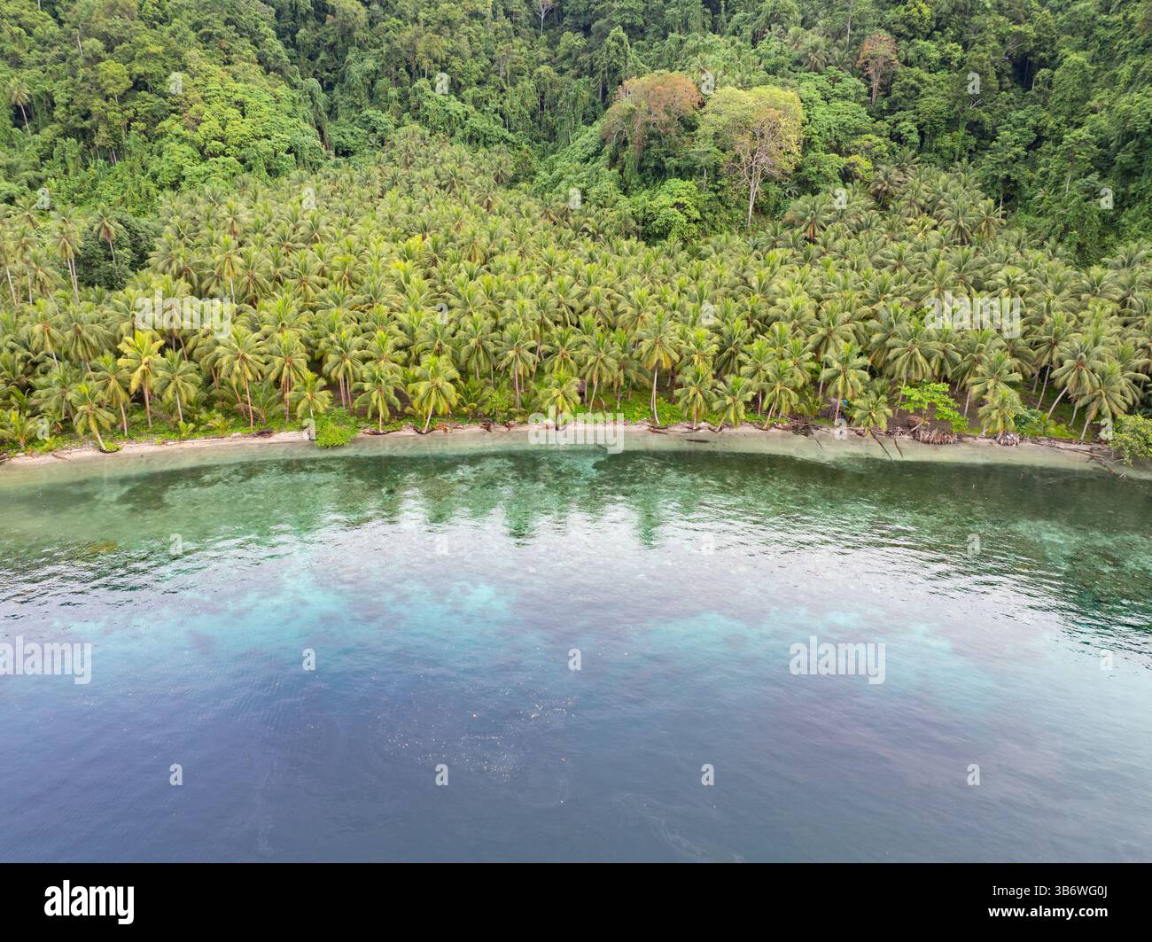 Un récif corallien peu profond pousse au bord d'une île tropicale pittoresque couverte de palmiers près de Halmahera, en Indonésie. Cette zone abrite une grande biodiversité. Banque D'Images