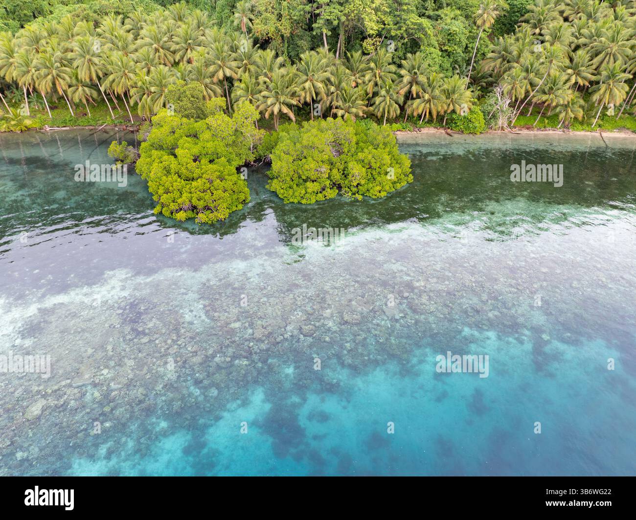 Un récif corallien peu profond pousse au bord d'une île tropicale pittoresque couverte de palmiers près de Halmahera, en Indonésie. Cette zone abrite une grande biodiversité. Banque D'Images