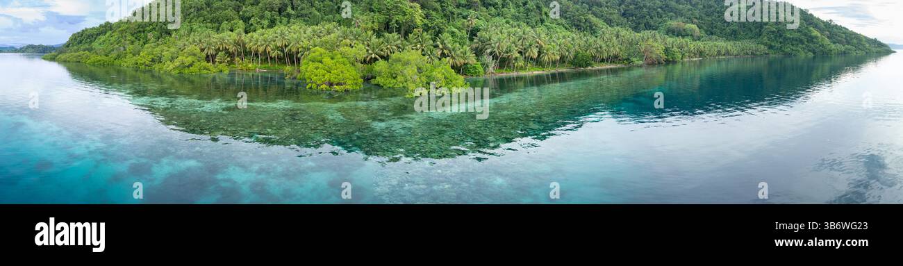 Un récif corallien peu profond pousse au bord d'une île tropicale pittoresque couverte de palmiers près de Halmahera, en Indonésie. Cette zone abrite une grande biodiversité. Banque D'Images