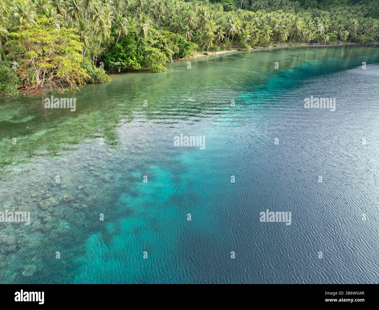Un récif corallien peu profond pousse au bord d'une île tropicale pittoresque couverte de palmiers près de Halmahera, en Indonésie. Cette zone abrite une grande biodiversité. Banque D'Images