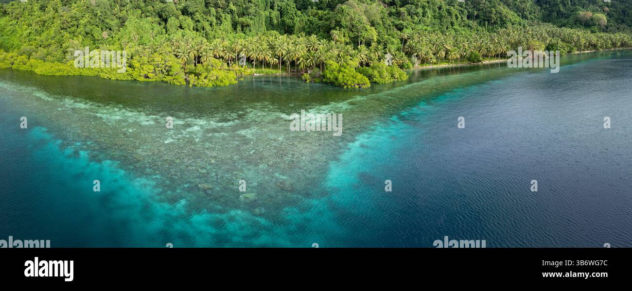 Un récif corallien peu profond pousse au bord d'une île tropicale pittoresque couverte de palmiers près de Halmahera, en Indonésie. Cette zone abrite une grande biodiversité. Banque D'Images
