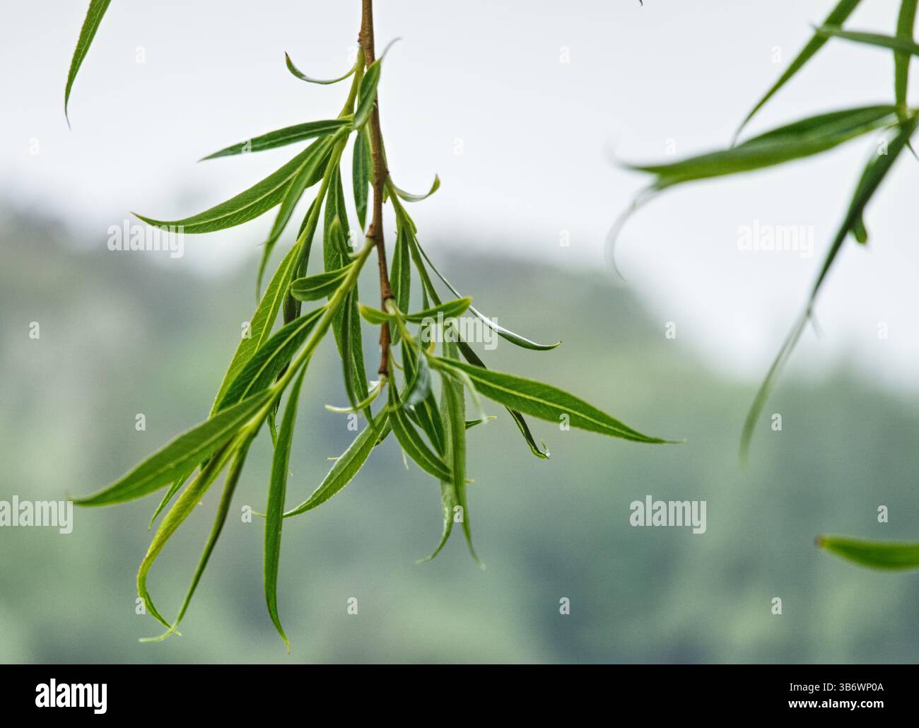 Gros plan de feuilles vertes éclatantes sur une branche de saule pleureuse, se balançant gracieusement sur un fond naturel flou, créant un a serein et paisible Banque D'Images
