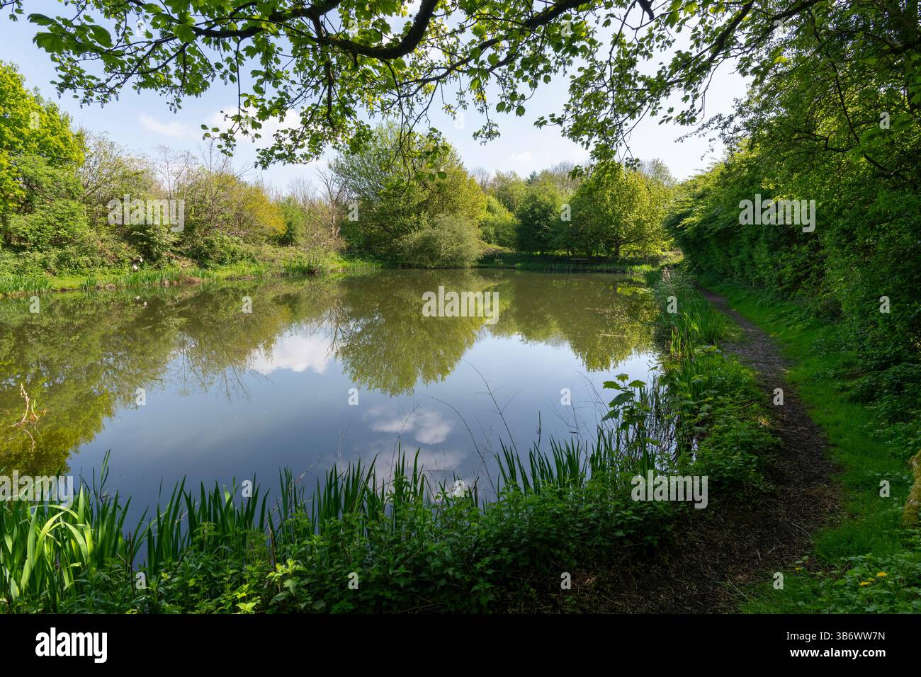 Petit étang de pêche dans le parc naturel d'Anderton près de Northwich, Cheshire, Angleterre. Banque D'Images
