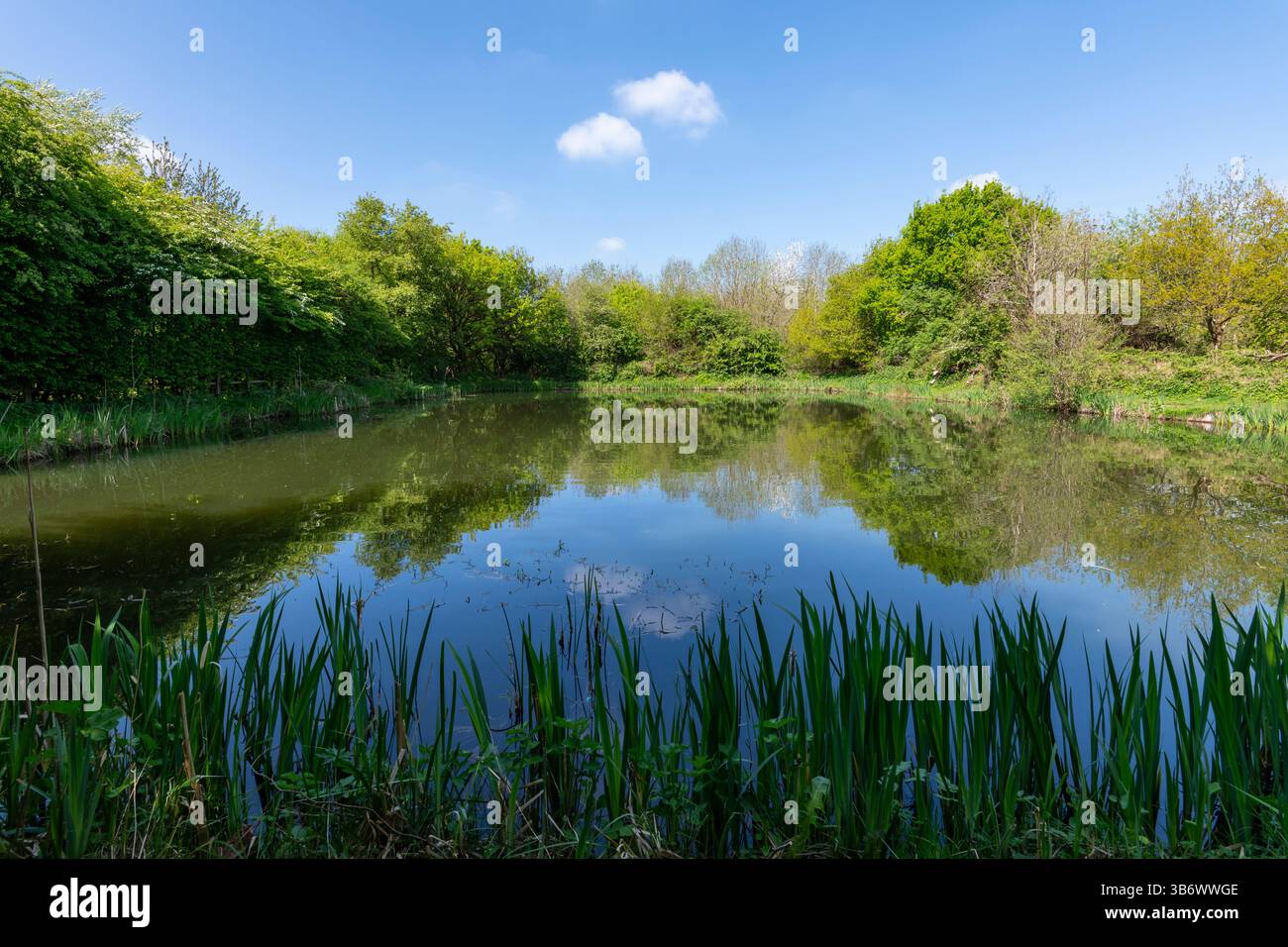 Petit étang de pêche dans le parc naturel d'Anderton près de Northwich, Cheshire, Angleterre. Banque D'Images