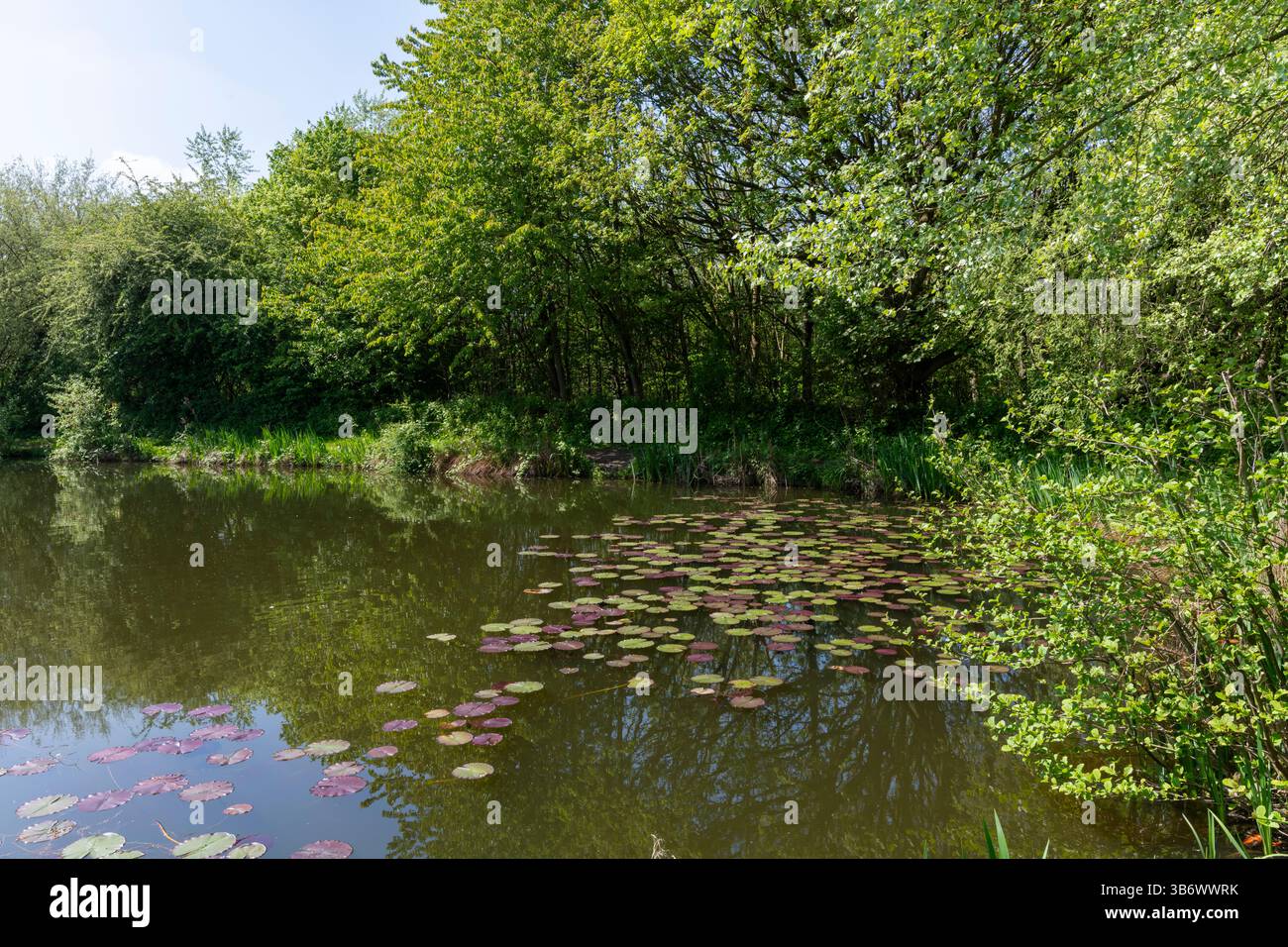 Petit étang de pêche dans le parc naturel d'Anderton près de Northwich, Cheshire, Angleterre. Banque D'Images