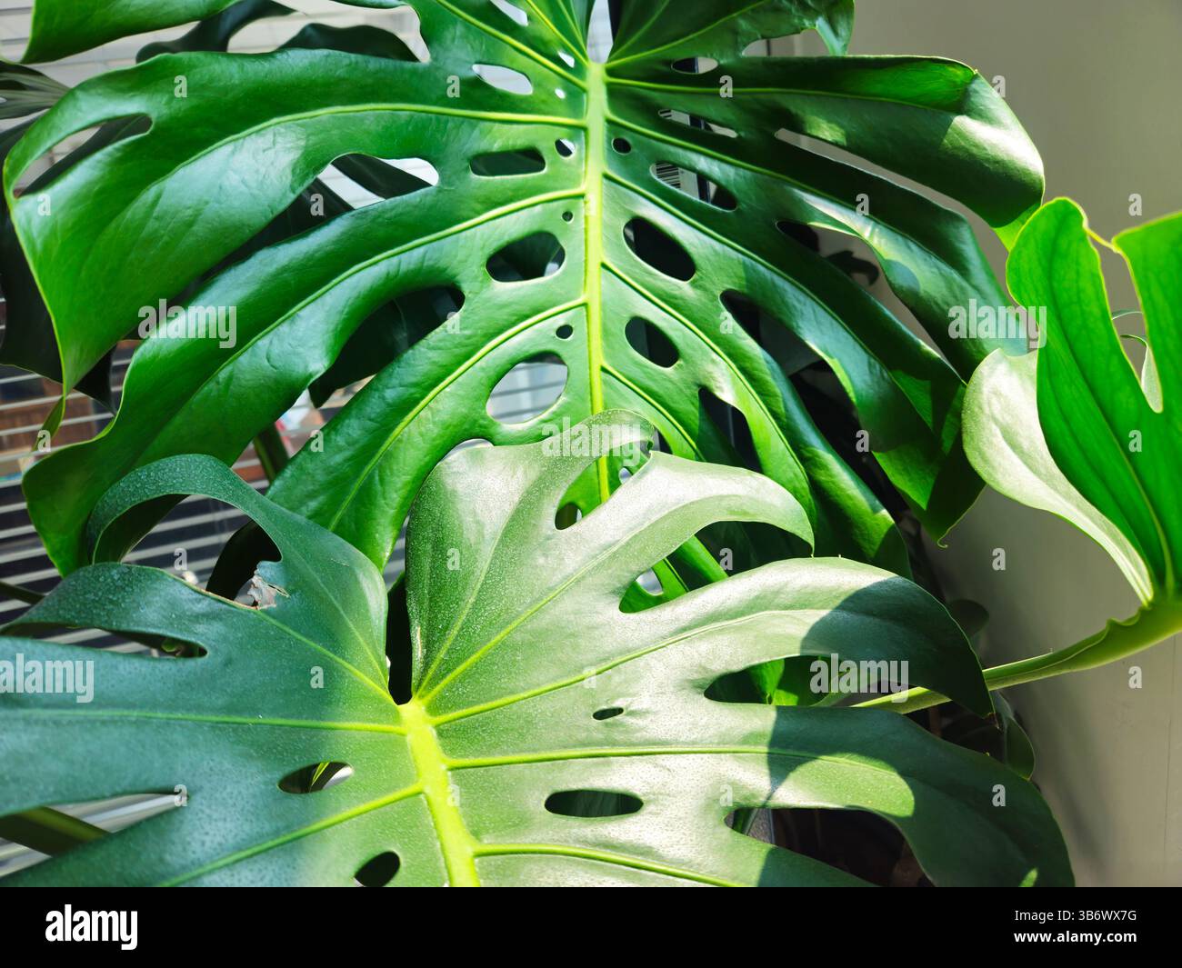 Des feuilles de monstera vert éclatant se prélassant au soleil, mettant en valeur la beauté naturelle et les motifs complexes Banque D'Images