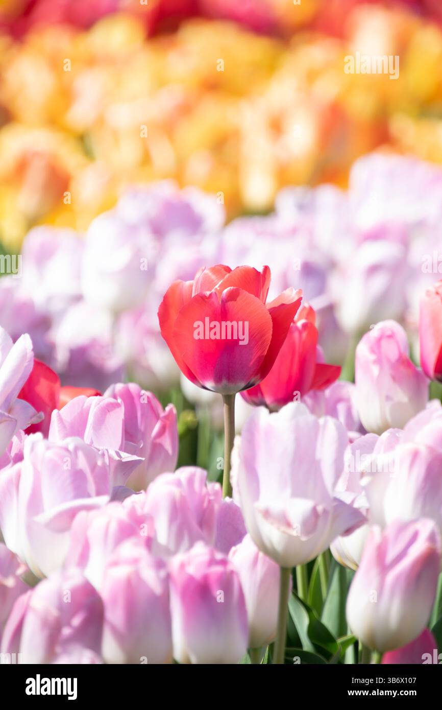 Une seule tulipe rouge se distingue au milieu d'une mer de fleurs roses Banque D'Images