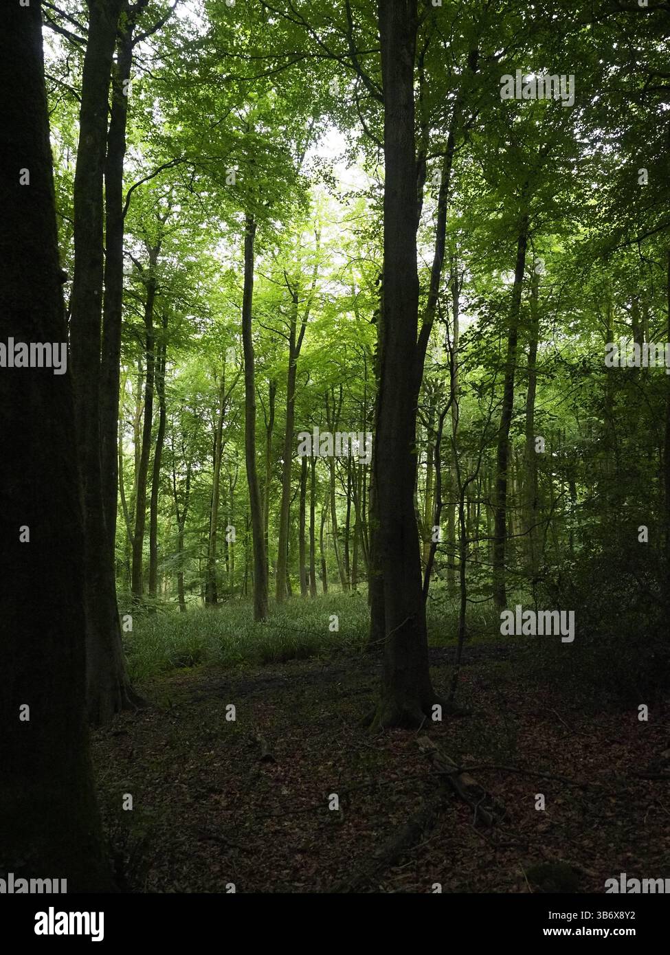 Forest Banque D'Images