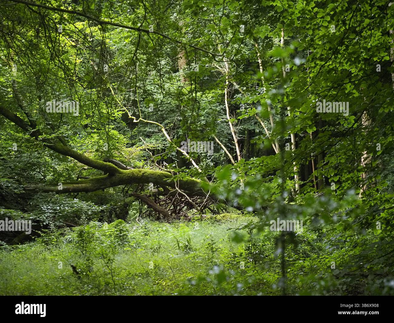 Forest Banque D'Images