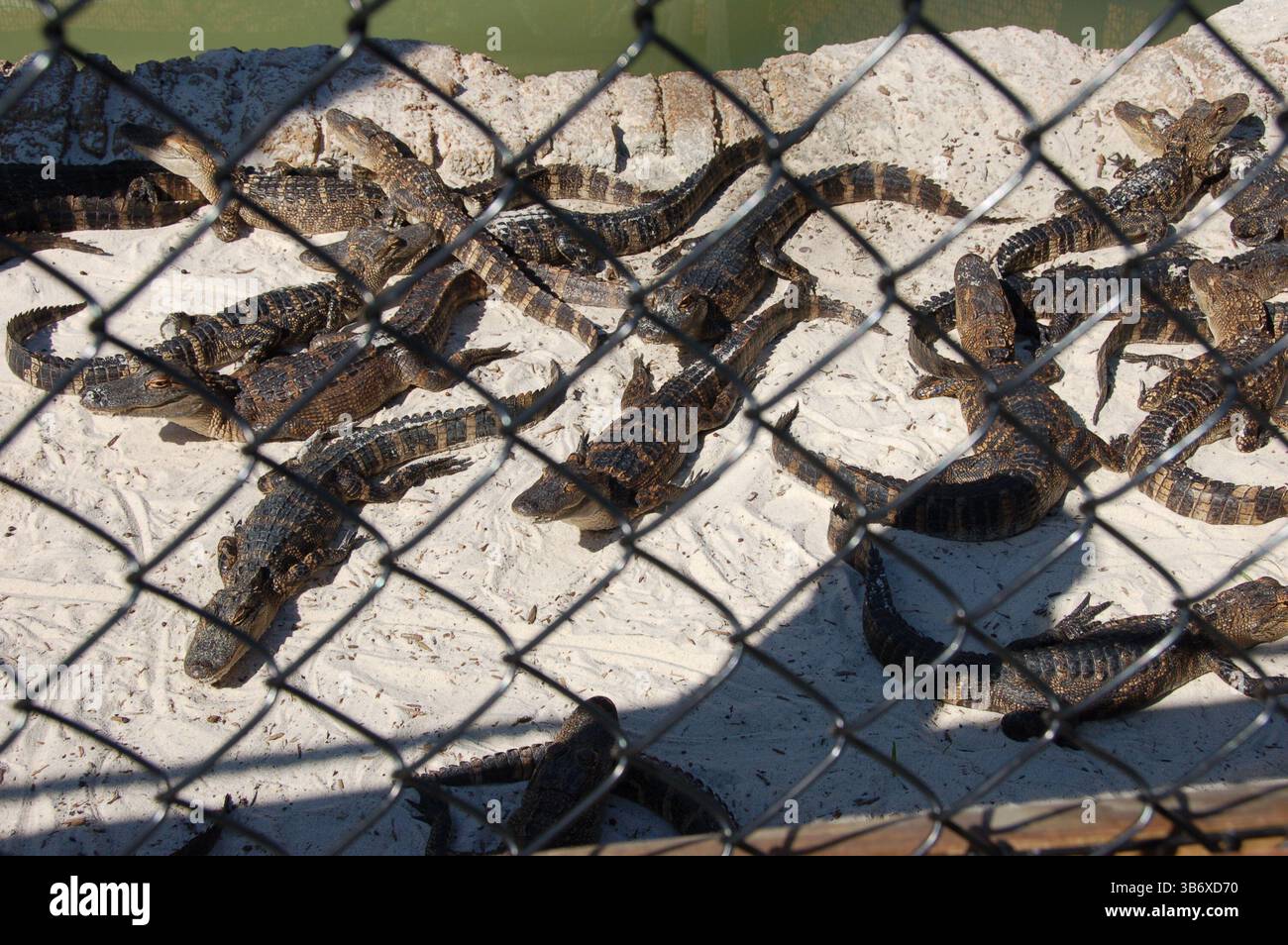 Groupe de jeunes alligators bronzant sur du sable blanc près d'un étang dans une ferme d'alligators en Floride Banque D'Images Groupe de jeunes alligators bronzant sur du sable blanc près d'un étang dans une ferme d'alligators en Floride Banque D'Images