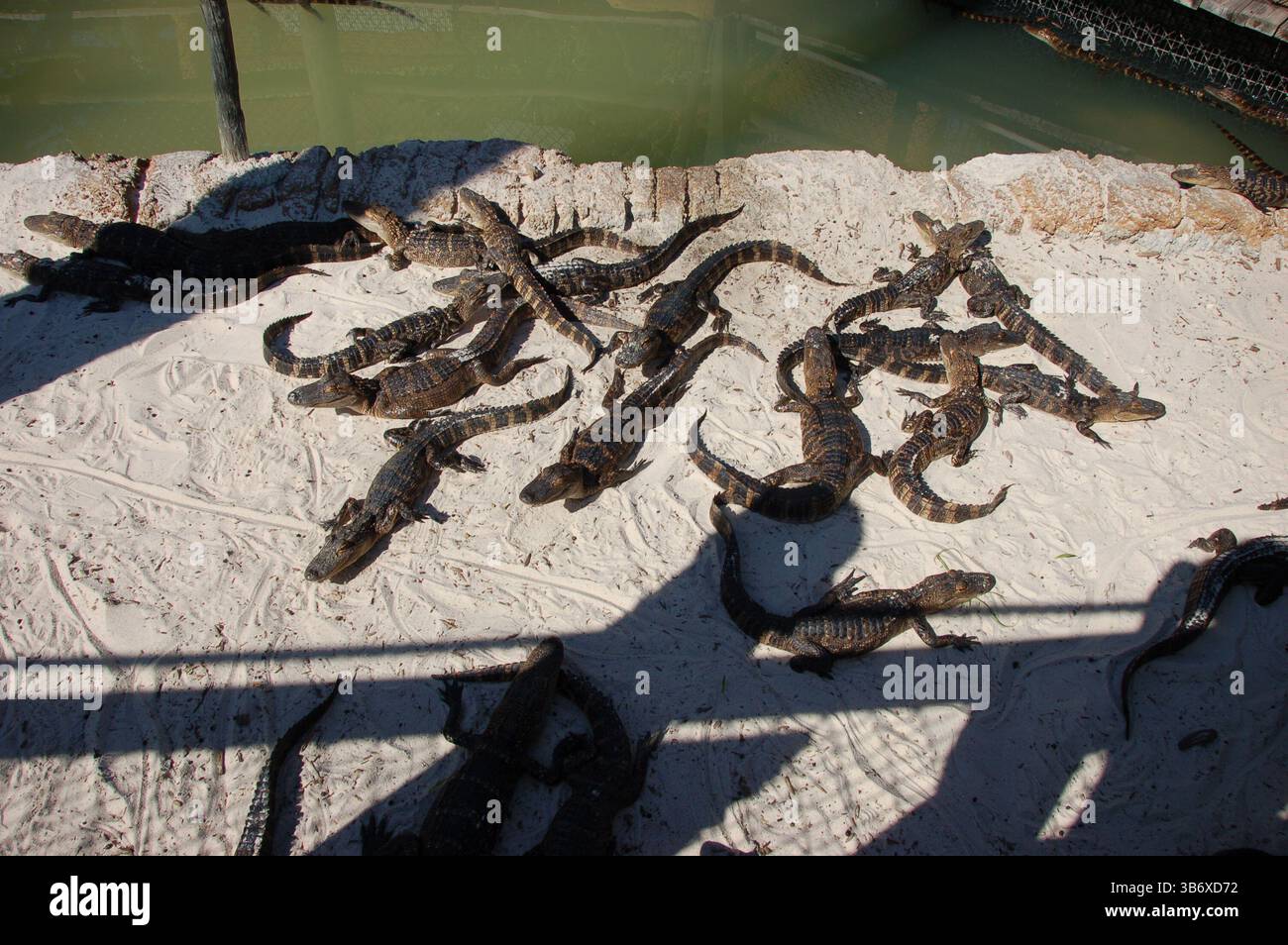 Groupe de jeunes alligators bronzant sur du sable blanc près d'un étang dans une ferme d'alligators en Floride Banque D'Images Groupe de jeunes alligators bronzant sur du sable blanc près d'un étang dans une ferme d'alligators en Floride Banque D'Images